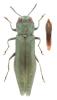 Agrilus viridis